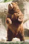 Brown bear rearing