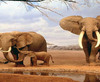 Elephants in desert