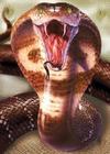 KingCobra