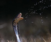 MOZAMBIQUE SPITTING COBRA