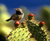 Wren Bird on Cactus 