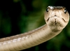 Black mamba