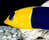 Blue yellow interesting fish