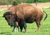 Buffalo