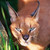 Caracal