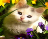 Cat in the flowers