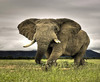Colossus must elephant