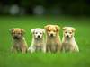 Cute puppies1