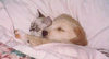 Cute puppy kitty