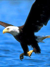 Eagle 1