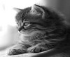 Grey cat look away