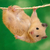 Hamster