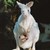 Kangaroo