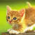 Kitten