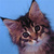 Kitty
