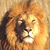 Lionking