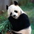 Pandadrg