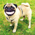 Smilingdog