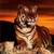 Tiger52