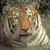 Tiger8
